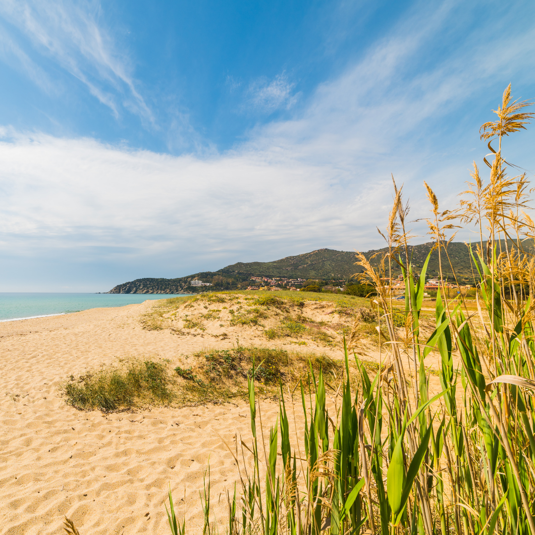 sand dunes and beach grass